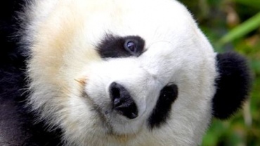 Panda looking at camera