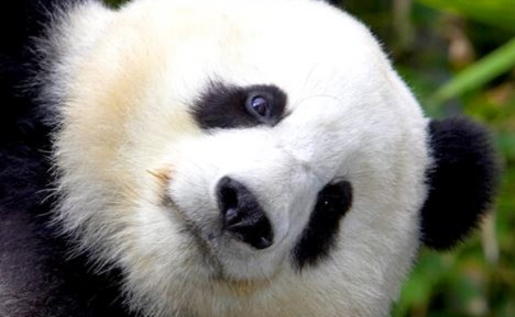 Panda looking at camera